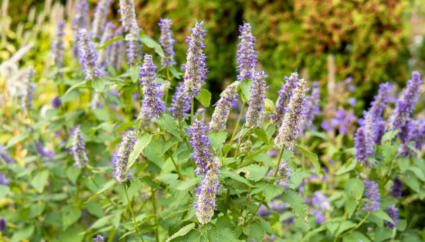 Quel est le meilleur parfum pour femme au patchouli ?